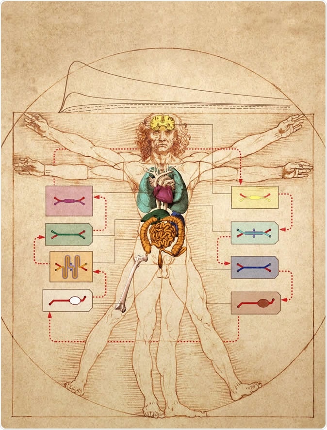 Neste gráfico, o sistema humano da Corpo-em-Microplaqueta do instituto de Wyss é mergulhado sobre o desenho da tinta de Leonardo da Vinci de “do homem Vitruvian”, que representa proporções ideais do corpo humano. Os pesquisadores usaram um método computacional da escamação para traduzir os dados obtidos das experiências da droga na Corpo-em-Microplaqueta humana às dimensões do órgão do corpo humano real. Crédito de imagem: Instituto de Wyss na Universidade de Harvard