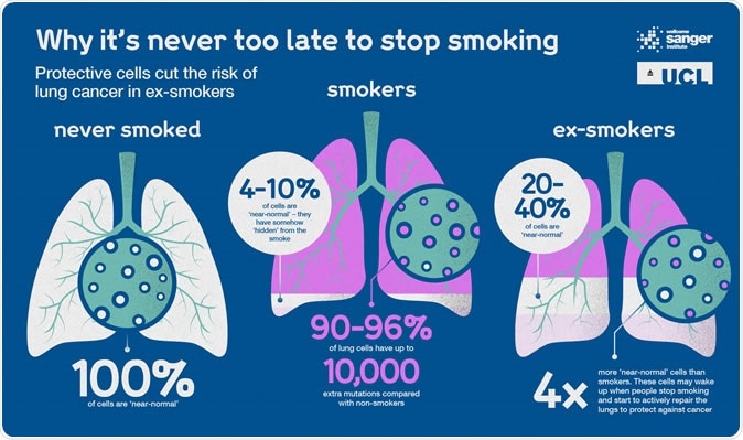 The lungs of ex-smokers contained up to four times as many genetically healthy cells than those of current smokers. Image Credit: The Sanger Institute / UCL