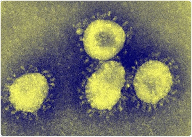 Coronaviruses are a group of viruses that have a halo, or crown-like (corona) appearance when viewed under an electron microscope. Credit: CDC/Dr. Fred Murphy