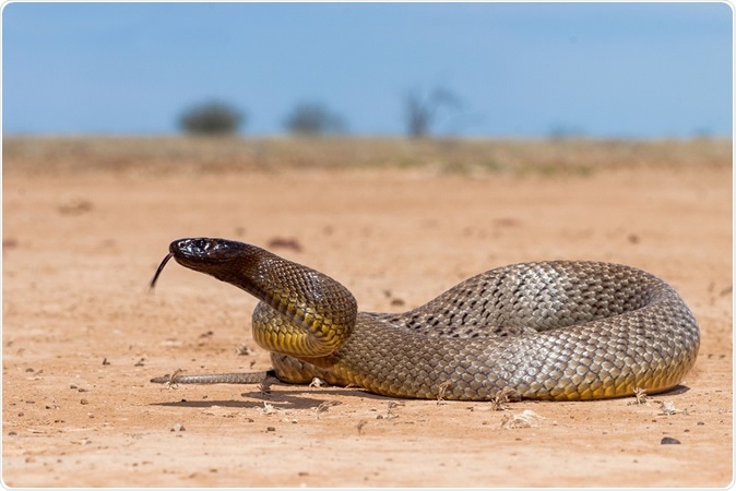 The inland taipan (Oxyuranus microlepidotus), also commonly known as the western taipan, the small-scaled snake or the fierce snake is the by far the most toxic of any snake – much more so than even that of sea snakes – and it has the most toxic venom of any reptile when tested on human heart cell culture. It is estimated that one bite possesses enough lethality to kill at least 100 fully grown men.