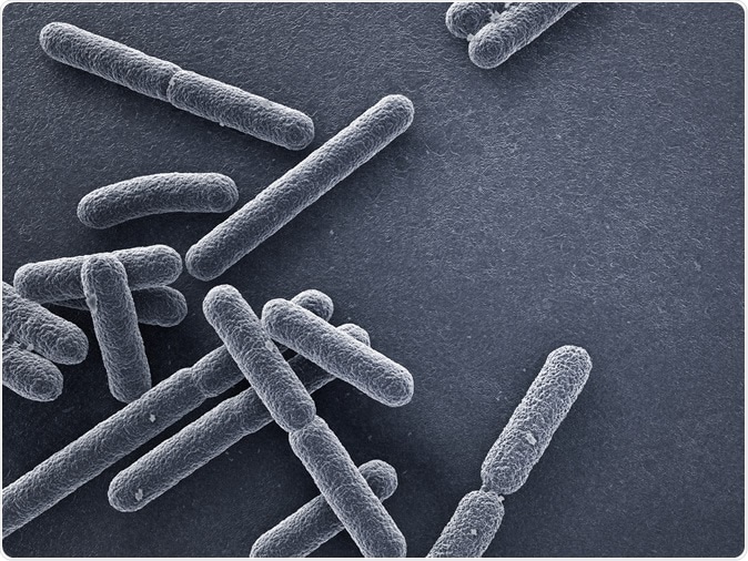 Escherichia coli bacteria close up. Image Credit: Dreamerb / Shutterstock