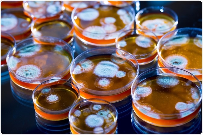 Penicillin fungi in petri dishes. Image Credit: science photo / Shutterstock