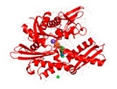 HSP70 Crystal Structure.
