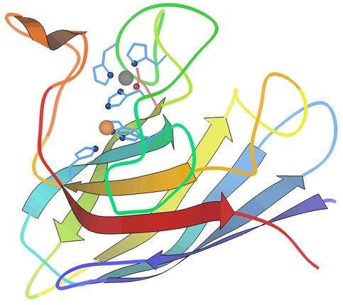 Ribbon diagram showing Cu (orange) and Zn (grey) active sites in SOD1. Made in KiNG from PDB 2C9V.