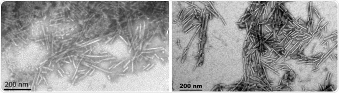 TEM of β-synucleinPFFs (SPR-457) (L) and γ-synucleinPFFs (SPR-459) (R).