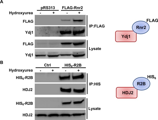 (A) Rnr2 interacts with Ydj1 in yeast. WT cells transformed with either pRS313 or plasmid expressing FLAG-tagged Rnr2 were grown to exponential phase and were either left untreated or were treated with HU as in Fig 3. Cell extracts (lysate) and immunoprecipitates (IP) with anti-FLAG M2 magnetic beads were subjected to SDS-PAGE and analyzed by immunoblotting with anti-FLAG antibodies to detect Rnr2 or anti-Ydj1 antibodies to detect Ydj1. (B) R2B interacts with HDJ2 in mammalian cells. HEK293 cells were transfected with a plasmid expressing CMV-driven HIS6-tagged R2B. Cells extracts were obtained 48 hours post-transfection. Cell extracts (lysate) and immunoprecipitates (IP) with HIS-dynabeads were subjected to SDS-PAGE and analyzed by immunoblotting with tetra-HIS antibodies to detect R2B or anti-HDJ2 antibodies to detect HDJ2.