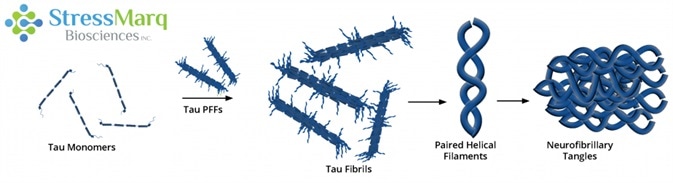 Tau PFFs can act as seeds, recruiting monomers into larger fibrils.
