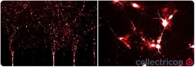 ICC of primary mouse cortical neurons cultured in a microfluidic co-culture system seeded with ATTO633-labelled α-synucleinPFFs (SPR-322).