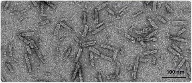 TEM of A53T human α-synuclein PFFs. (SPR-326).