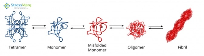 Transthyretin Misfolding and Aggregation Mechanism