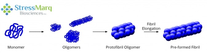 Alpha synuclein monomers can aggregate to form a variety of oligomeric species. If aggregation continues, they form protofibrils and fibrils as found in Lewy bodies.