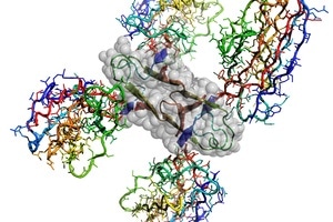 Atomic structure of the Alzheimer’s disease Amyloid-β protein caged by four shark antibodies to stop uncontrolled amyloid plaque formation. Four interacting Amyloid-β fragments are outlined by grey atomic spheres. by CSIRO.