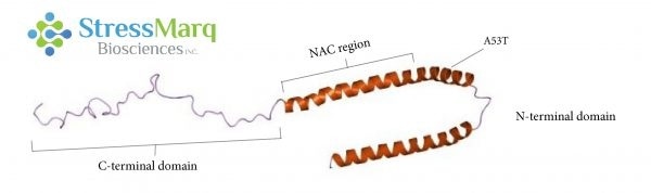 Alpha synuclein consists of three main regions: the C-terminal domain, the NAC region, and the N-terminal domain. The A53T mutation is found in the N-terminal domain.