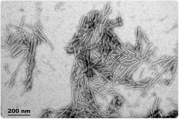 TEM of Active Human Recombinant Gamma Synuclein Protein Preformed Fibrils (Type 1) (SPR-459).