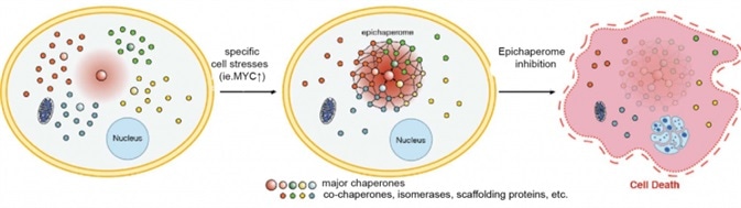 Schematic showing the re-wiring of the chaperome into the epichaperome network, following a specific cell stress. Inhibition of one of the epichaperome components dismantles the network. When the network is key to maintain viability in such cancer cell, epichaperome dismantling results in cell death.