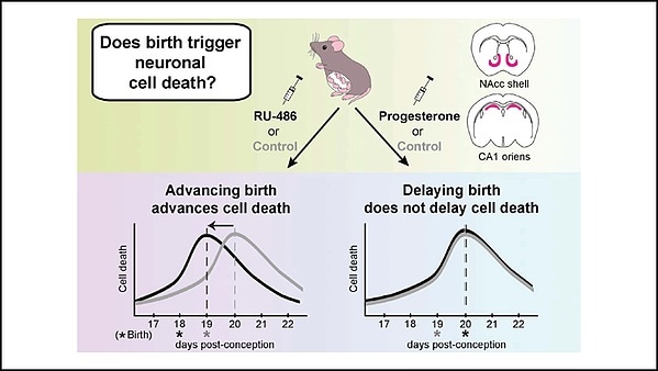 Advancing birth triggers an early start to neuron death, mice study shows