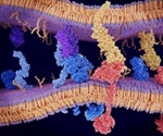 Study identifies molecular pathway critical to development of fibrosis