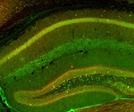 Microscopy in Neuroscience Research