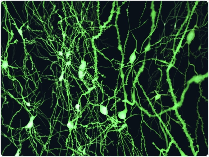 Neurons marked with fluorescence