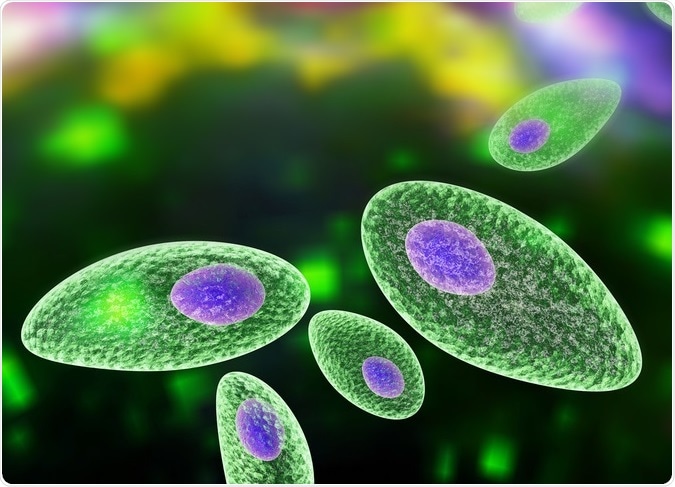 Toxoplasma gondii. Protozoan which is transmitted from cats and other animals and causes toxoplasmosis especially dangerous for pregnant women. 3D illustration Credit: Kateryna Kon / Shutterstock