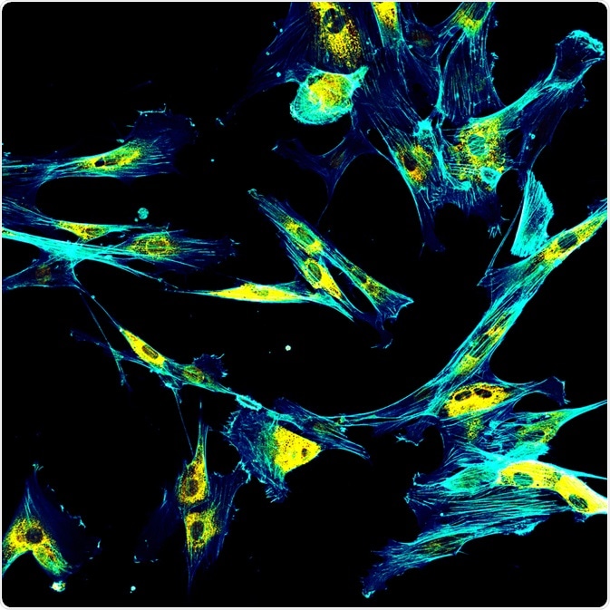Immunofluorescence Image