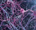 What are Neuroepithelial Cells?