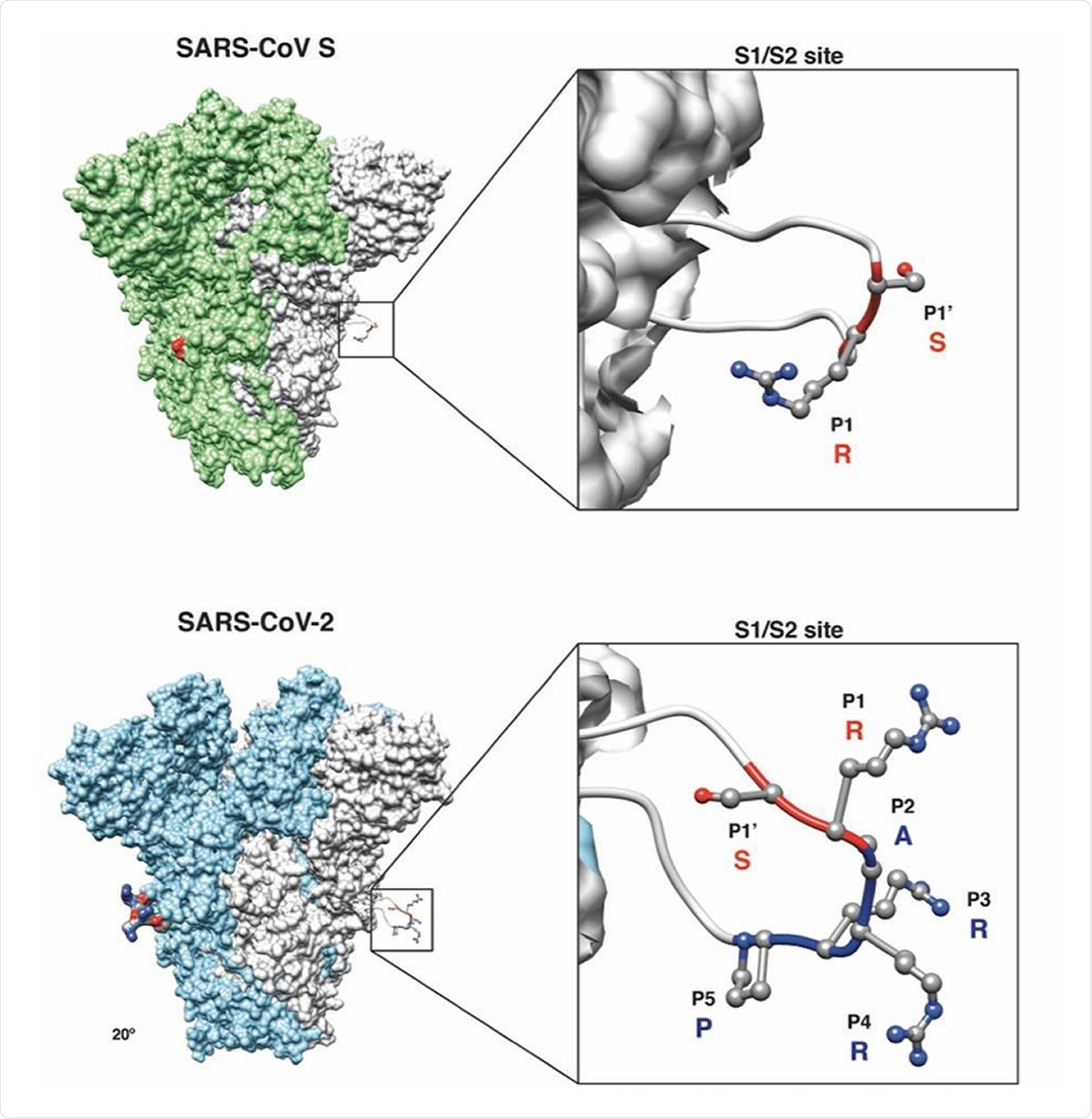 Predicted structural model of the SARS-CoV and SARS-CoV-2 S proteins. (Inset) Magnification of S1/S2 site with conserved R and S residues (red ribbon) and the unique four amino acid insertion P-R-R-A for SARS-CoV-2 (blue ribbon) are shown. The P’s denote the position of that amino acid from the S1/S2 cleavage site, with P1-P5 referring to amino acids before the cleavage site and P1’ referring to amino acids after the cleavage site.