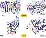 SARS-CoV-2 mutations possibly making virus less virulent