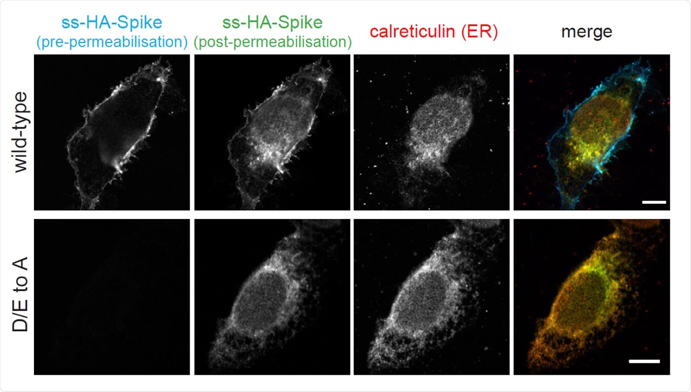 The cytoplasmic tail of the SARS-CoV-2 S protein harbours di-acidic ER export motifs and a suboptimal ER retrieval motif. Micrographs of U2OS cells transiently expressing N-terminally HA-tagged wild-type S and the D/E to A mutant. Cell surface S was initially stained using an anti-HA Alexa Fluor AF647 under non-permeabilising conditions. Cells were subsequently permeabilised and stained with anti-HA AF488 to show the internal S. Scale bars 10 μm. Experiment repeated twice.