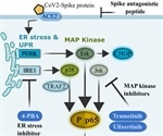 Study confirms SARS-CoV-2 spike glycoprotein promotes a hyper-inflammatory immune response