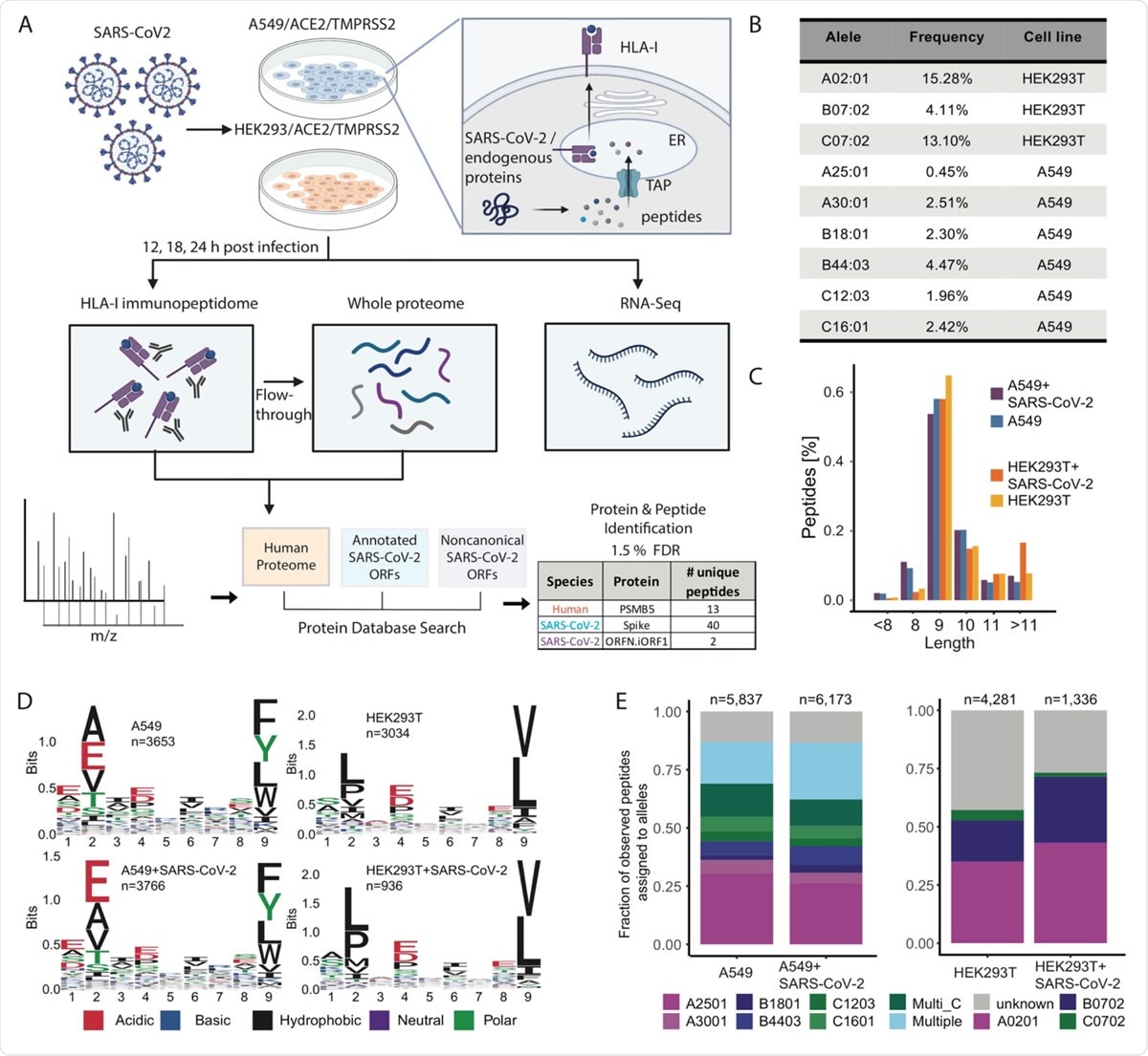 Experimental design and measurements of HLA-I immunopeptidome, whole proteome and RNA-seq in SARS-CoV-2 infected cells.