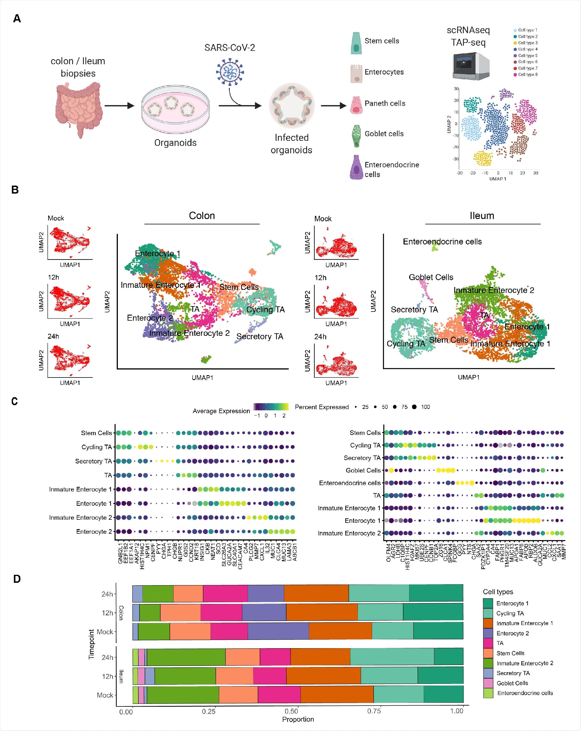 Single cell sequencing of SARS-CoV-2 infected colon- and ileum-derived human organoids. A. Schematic representation of the experimental workflow. 625 B. Uniform manifold approximation and projection (UMAP) embedding of single-cell RNA-Seq data from mock and SARS-CoV-2 infected colon-derived (left panels) and ileum-derived (right panels) organoids colored according to the cell type. Small insets represent the UMAP for mock and infected organoids at 12 and 24 hpi. C. Dot plot of the top marker genes for each cell type for (left) colon and (right) ileum-derived organoids. The dot size represents the percentage of cells expressing the gene; the color represents the average expression across the cell type. D. Bar plot displaying the proportion of each cell type in mock and infected organoids (12 and 24 hpi).