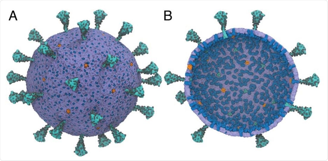 A multiscale model of the SARS-CoV-2 virion. (A) Exterior view of the SARS-CoV-2 virion. (B) Interior view of the SARS-CoV-2 virion. Spike (S) protein trimers are depicted in teal with the glycosylation sites represented as black spheres. Membrane (M) protein dimers are in blue, with pentameric envelope (E) ion channels in orange. The density of S,M, and E proteins was chosen to be consistent experiments (38–40). N proteins are not shown. The diameter of the membrane envelope is approximately 100 nm and 120 nm including the S proteins on the virion surface.