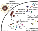 Proteolytic cleavage of nucleocapsid helps SARS-CoV-2 evade host immune responses