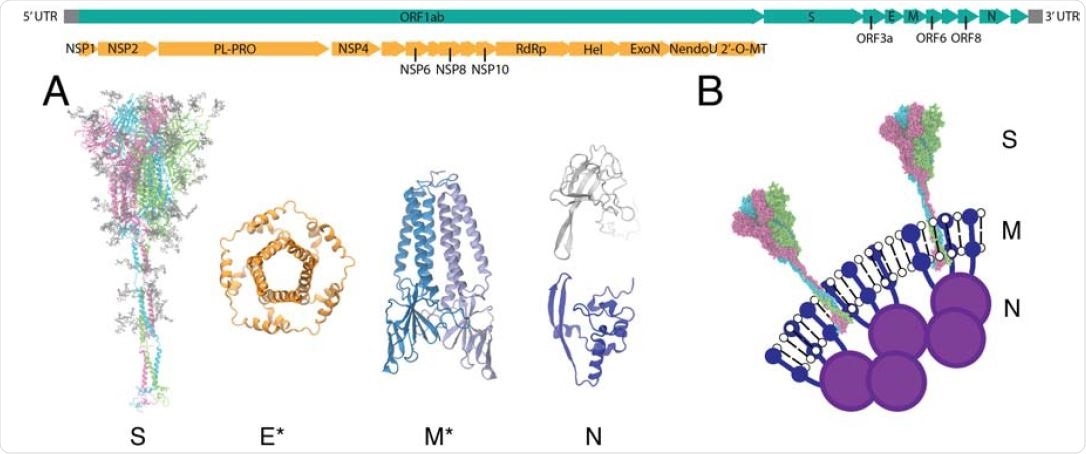 Viral proteins of SARS-CoV-2. The genome of SARS-CoV-2 is shown in the top panel. Nonstructural proteins (NSPs) encoded in the open reading frame (ORF) 1ab are colored in orange, and the full genome is in teal. (A) All-atom models of the structural proteins of SARSCoV- 2 consisting of the S, E, M and N proteins. Asterisks indicate homology modeled protein structures for E and M (34). (B) Schematic of the virion surface from cryo-EM images of the virion, adapted from Ref. (19).