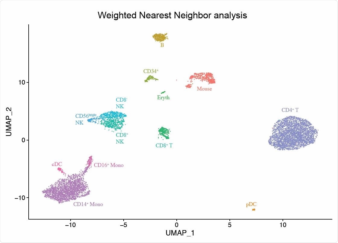 Integrated modalities by constructing a Weighted Nearest Neighbor (WNN) graph, based on a weighted average of protein and RNA similarities. UMAP visualization and clustering of this graph.