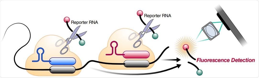 Schematic of two different RNPs binding to different locations of the same SARS-CoV-2 RNA, leading to cleavage of the RNA reporter and increased fluorescence.