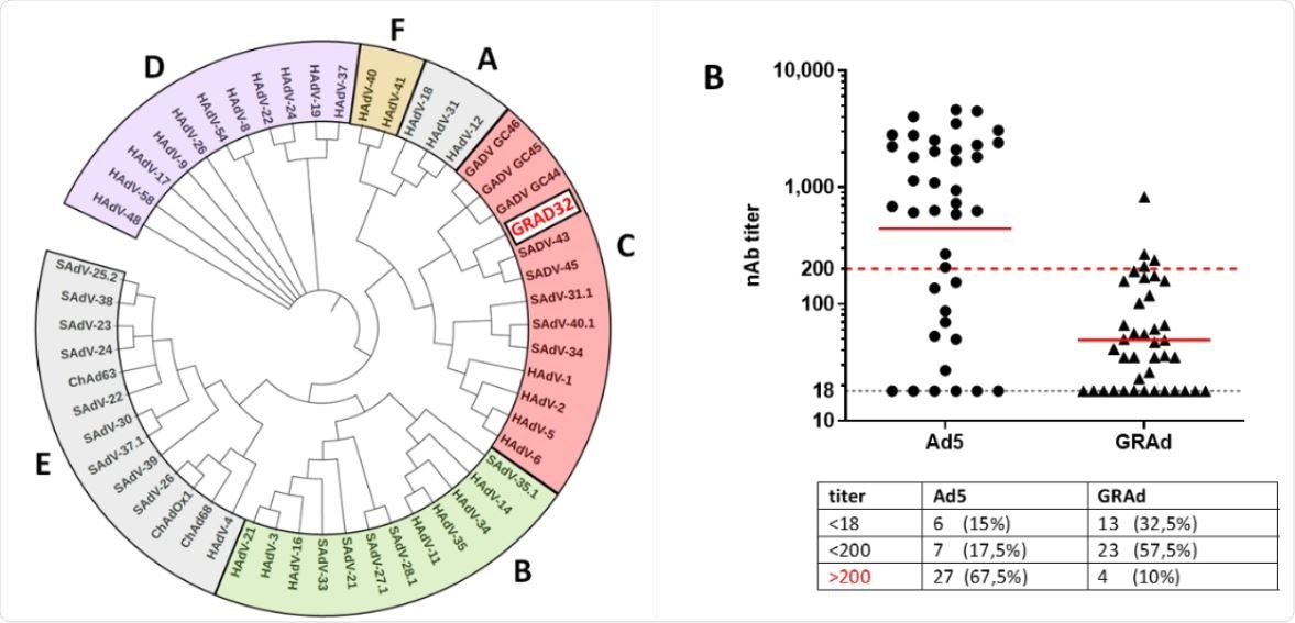 Phylogenetic analysis of GRAd32 and seroprevalence in human sera. A. Phylogenetic analysis using adenoviral polymerase sequences identifies GRAd32 as a Group C adenovirus. HAdV = Human Adenovirus, SAdV = Simian Adenovirus, GAdV = Gorilla Adenovirus B. Neutralizing antibody titers measured in sera collected from a cohort of 40 human healthy donors. Data are expressed as the reciprocal of serum dilution resulting in 50% inhibition of SEAP activity. Horizontal black dotted line indicates assay cut-off (titre of 18). Red dotted line indicates Nab titer of 200, which is reported to potentially impact on vaccine immunogenicity. Red continuous lines indicate geometric mean. The table shows the absolute numbers and the percentage of sera with NAb titers to Ad5 or GRAd32 below cut off (<18), between 18 and 200 (<200) and above 200 (>200).