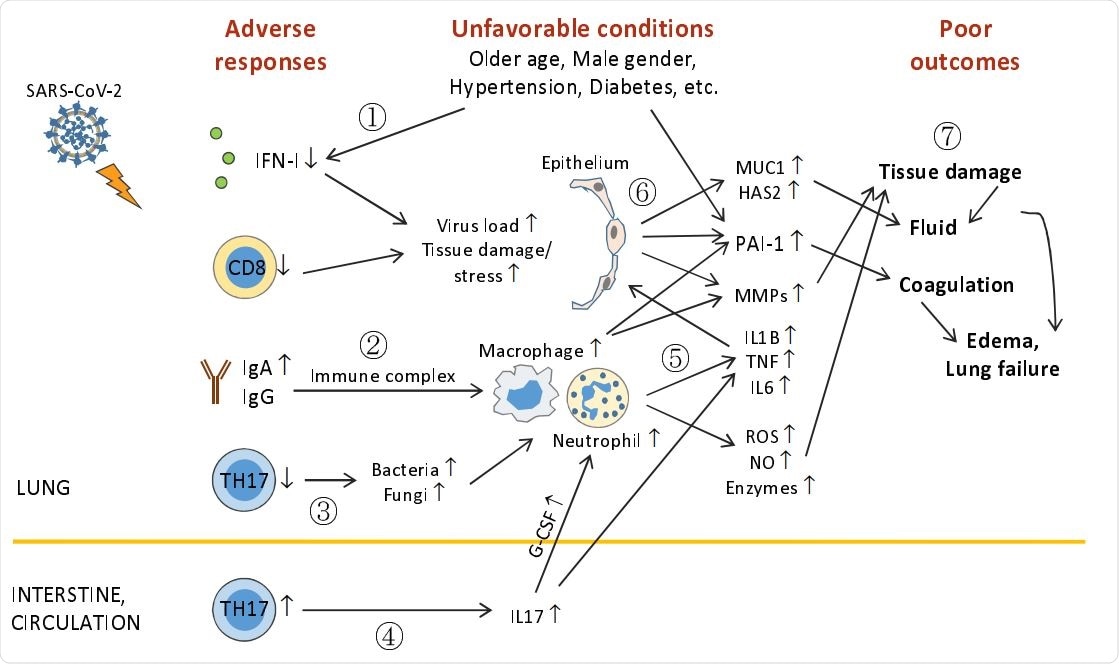 Outline of unfavorable conditions and deleterious pulmonary responses. (1) Older age, male gender, underlying conditions (such as hypertension, diabetes, etc.), and unknown factors (including genetic background) impair anti-viral immunity (including IFN-I deficiency and decreased CD8+ T and TH17 cells), leading to higher virus loads and tissue damage/stress. (2) Elevation of humoral responses results in massive immune complexes that activates macrophages and neutrophils. (3) Decreased TH17 cell responses cause overgrowth of commensal bacteria and fungi, which further activate macrophages and neutrophils. (4) TH17 hyper-activation and/or expansion in the intestine (?) cause high levels of serum IL17, which induces G-CSF expression and in turn, promotes neutrophilia. (5) Hyper-activated macrophages and neutrophils release immense amounts of proinflammatory cytokines, leading to cytokine release syndrome and subsequent ARDS, and tissue destructive products, such as ROS, NO, MMPs, and other enzymes. (6) During ARDS, proinflammatory cytokines act on epithelial cells and induce MMPs, mucins, hyaluronic acids, antimicrobial peptides, and PAI-1 (unfavorable conditions also elevate PAI-1 expression). (7) ROS, NO, MMPs, and other enzymes cause epithelial and endothelial leakage, leading to tissue fluid/plasma accumulation in alveolar spaces. Mucins, hyaluronic acids, and antimicrobial peptides concentrate alveolar fluids and thicken mucosal lining, resulting in drowning edema and even lung failure. Heightened PAI-1 facilitates coagulation and strengthens edema formation (and thrombosis). ARDS also has systemic consequences causing multi-organ damage.