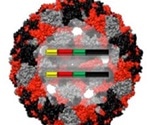 Biomimetic virus-like particles for safer positive controls in SARS-CoV-2 detection