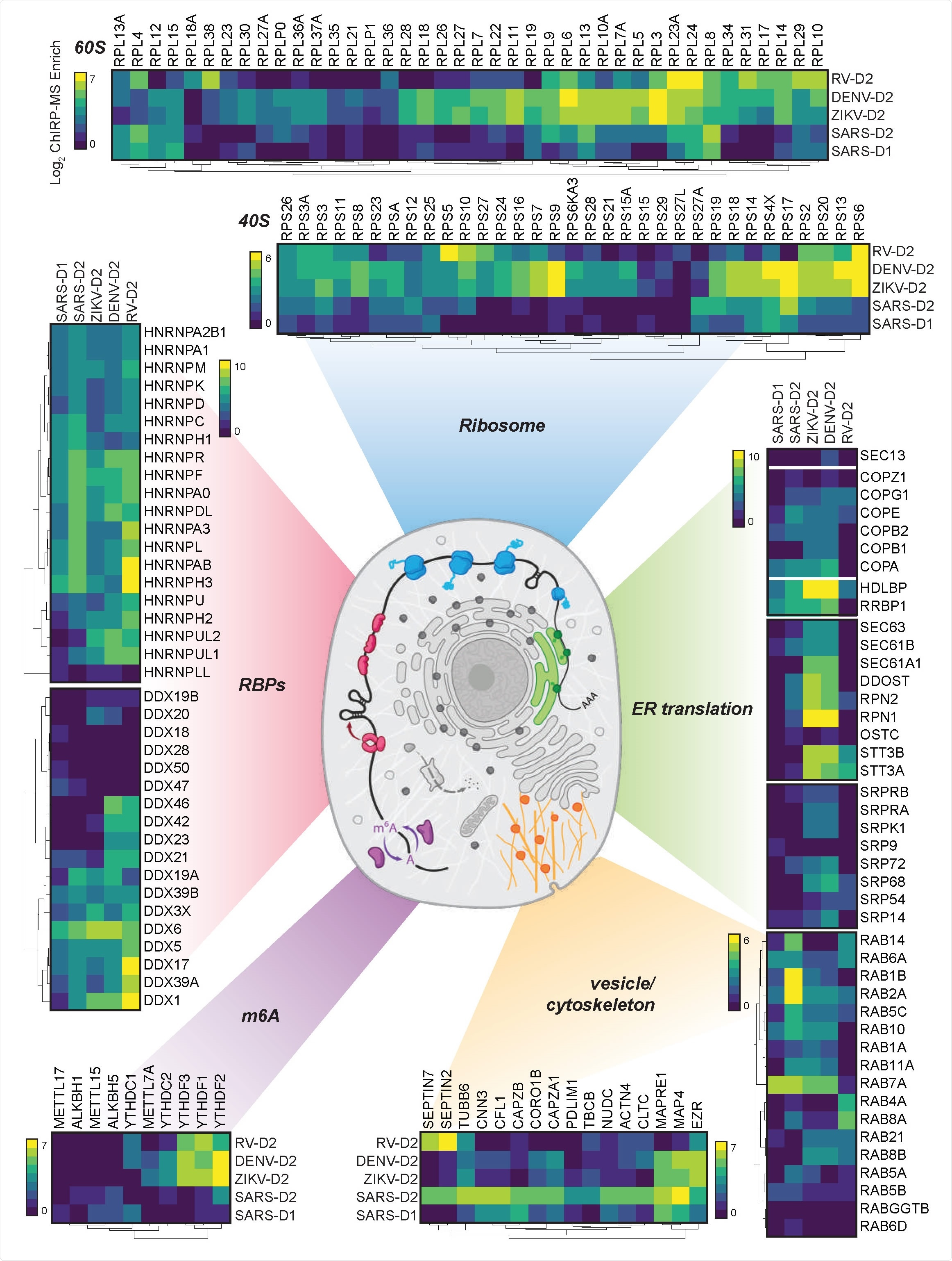 Cellular context of expanded interactomes across viruses. Selected groups of proteins, their enrichment in SARS-CoV-2, Zika, Dengue, and Rhinovirus ChIRP, and their approximate subcellular localization. Heat map colors indicate the log 2 ChIRP-MS enrichment values. Each heatmap has a separate scale bar.