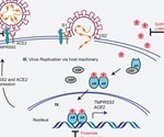 Androgen deprivation strategies could help mitigate SARS-CoV-2 infection