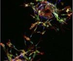 Study provides new insight into unknown effects of factors that regulate blood vessel formation