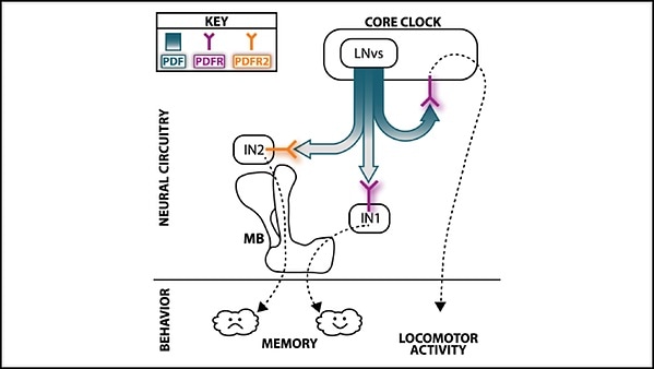 Time-keeping brain protein regulates memory