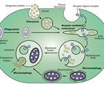 What are Endosomes?