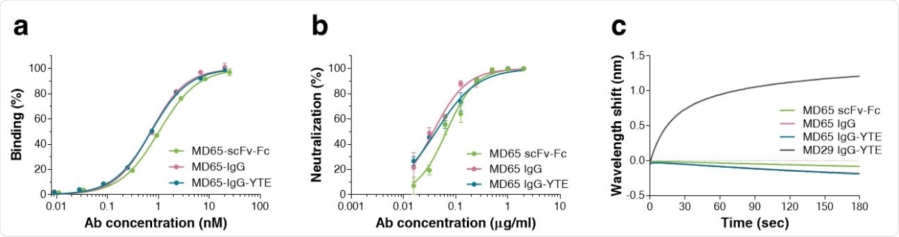 Characterization of the MD65 Ab versions. a Binding profiles of MD65 Ab variants, tested by ELISA against S1. Values along the curve, depict averages of triplicates ± SEM. b SARS-CoV-2 in vitro neutralization potency of the MD65 Ab variants evaluated by plaque reduction neutralization test (PRNT). Values are averages of triplicates ± SEM. c BLIdetermined binding of hACE2 to RBD in the presence of MD65 Ab variants or MD29 IgGYTE (as a control). Each of the biotinylated antibodies was immobilized on a streptavidin sensor, saturated with RBD, washed and incubated with recombinant hACE2 for 180 sec. Time 0 represents the binding of the hACE2 to the antibody-RBD complex.