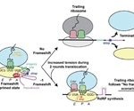 Structure and mechanisms of ribosomal frameshifting during SARS-CoV-2 translation