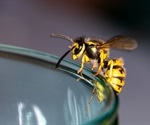 Scientists engineer powerful novel anti-microbial molecules from wasp venom
