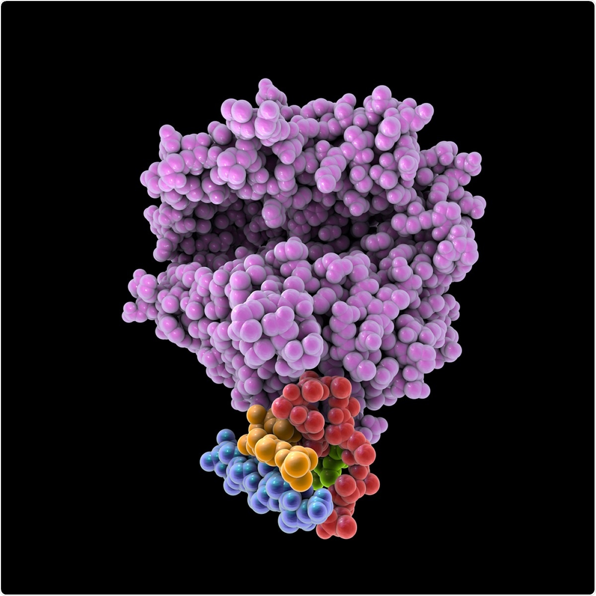Human ACE2 receptor, 3D illustration. Angiotensin Converting Enzyme-Related Carboxypeptidase, a membrane protein which is used by SARS-CoV-2 virus to enter the human cells. Image Credit: Kateryna Kon / Shutterstock