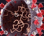 Research uncovers SARS-CoV-2 viral traits critical for the virus in human airways